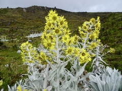 Senecio niveoaureus