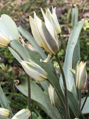 Tulipa bifloriformis