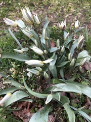 Tulipa bifloriformis