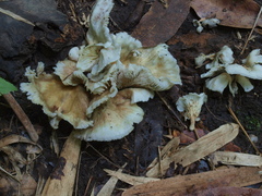 Neonothopanus hygrophanus