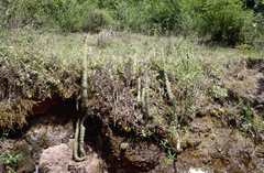 Cleistocactus smaragdiflorus