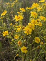 Deinandra pallida