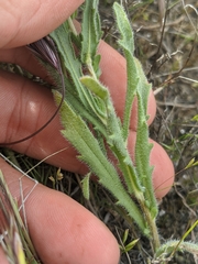 Deinandra pallida