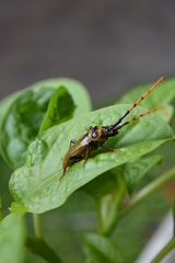 Retrachydes thoracicus