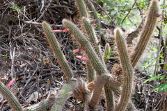 Cleistocactus smaragdiflorus