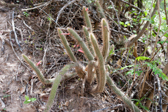 Cleistocactus smaragdiflorus