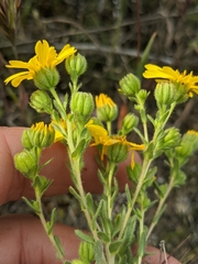 Deinandra pallida