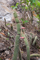 Cleistocactus smaragdiflorus