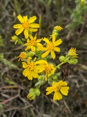 Deinandra pallida