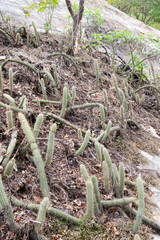Cleistocactus smaragdiflorus