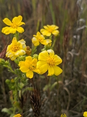 Deinandra pallida