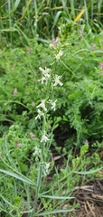 Platanthera