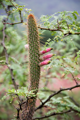 Cleistocactus smaragdiflorus