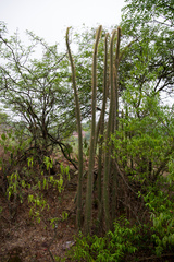 Cleistocactus smaragdiflorus