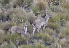 Odocoileus virginianus ustus