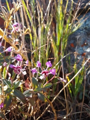 Clarkia exilis