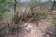 Cleistocactus smaragdiflorus