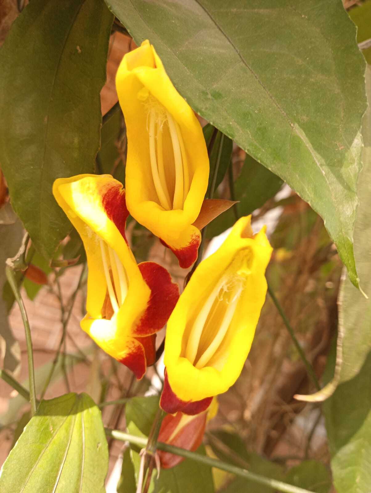 Thunbergia mysorensis