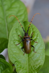Retrachydes thoracicus