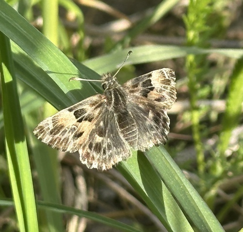 Mallow Skipper photo 3