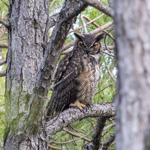Great Horned Owl photographed in Alabama