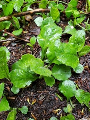 Eurybia radulina