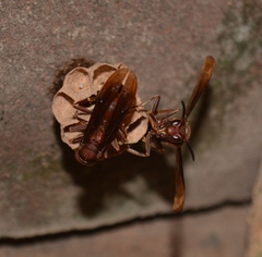 Polistes tenebricosus