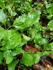 Eurybia radulina