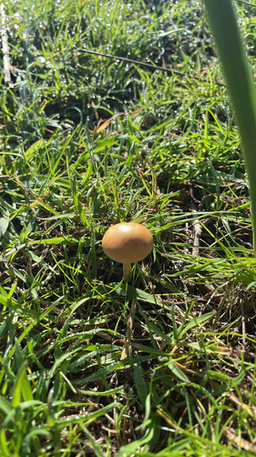 iNaturalist observation photo of Common Fieldcap