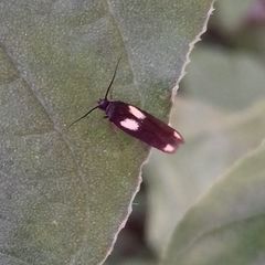 Scythris sinensis