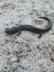 Plethodon cinereus