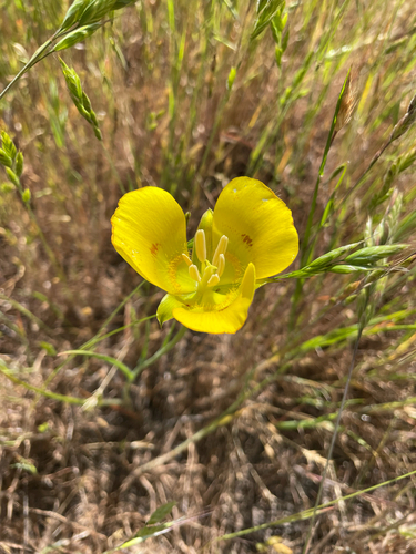 iNaturalist observation photo of Yellow Mariposa Lily