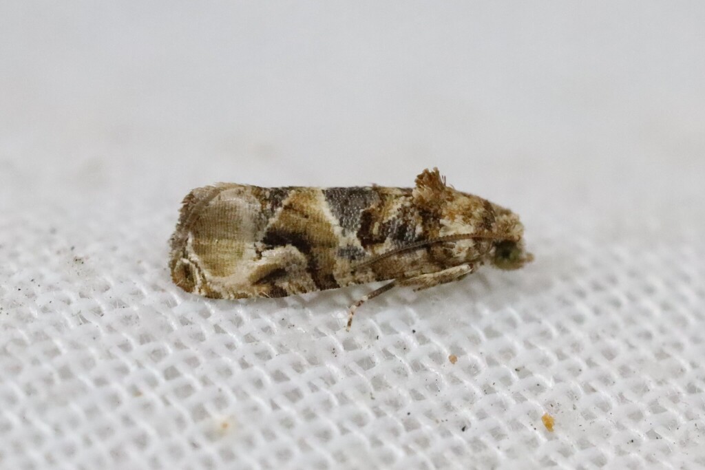 Lobesia physophora