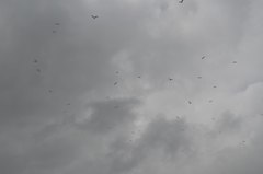 Laridae