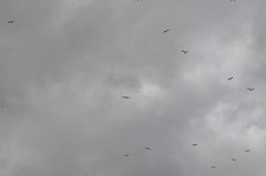 Laridae