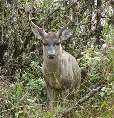 Odocoileus virginianus goudotii