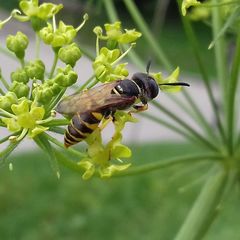Philanthus triangulum
