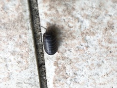 Armadillidium vulgare