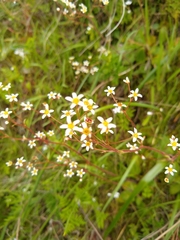 Micranthes californica