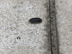 Armadillidium vulgare