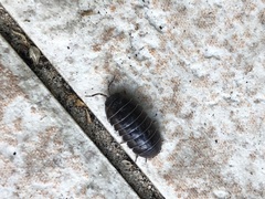 Armadillidium vulgare