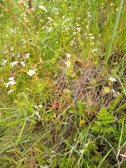 Micranthes californica