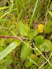 Micranthes californica