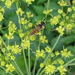 Philanthus triangulum