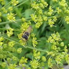 Philanthus triangulum