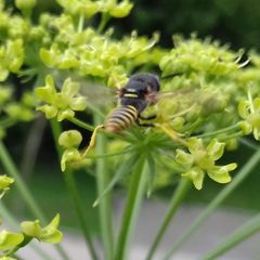 Philanthus triangulum
