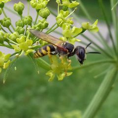 Philanthus triangulum