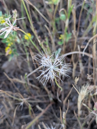 Microseris douglasii, photograph 5