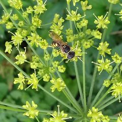 Philanthus triangulum