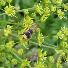 Philanthus triangulum